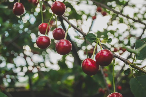 You are currently viewing La minute notaire : les arbres fruitiers du voisin