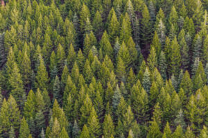 Lire la suite à propos de l’article La minute notaire : droit de préférence forestier