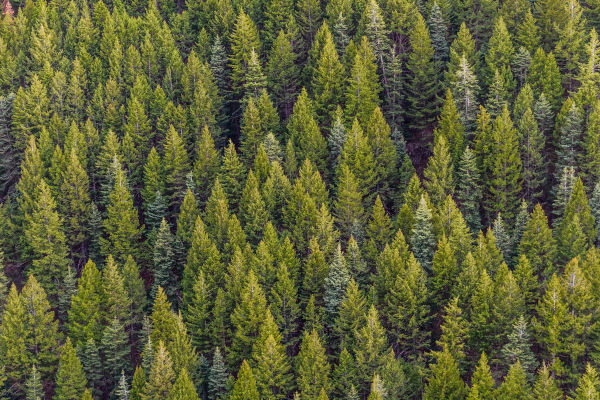 You are currently viewing La minute notaire : droit de préférence forestier