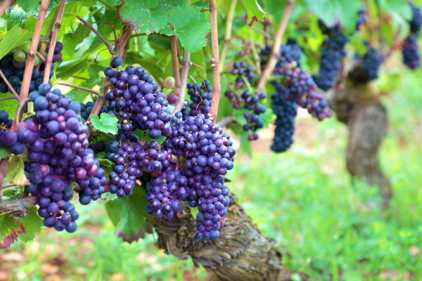 You are currently viewing Comment exploiter une vigne ?